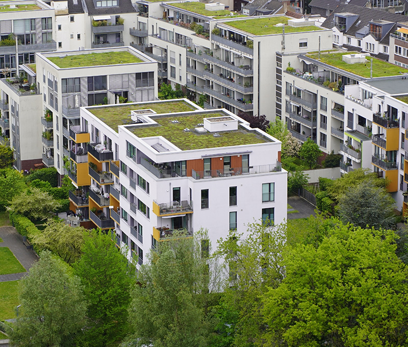 Vista panoramica di un tetto verde urbano con piante e edifici circostanti.